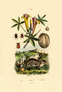 Agouti by French School